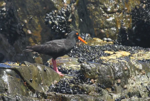 File:African Oystercatcher or African Black Oystercatcher, Haematopus moquini (13171415804).jpg