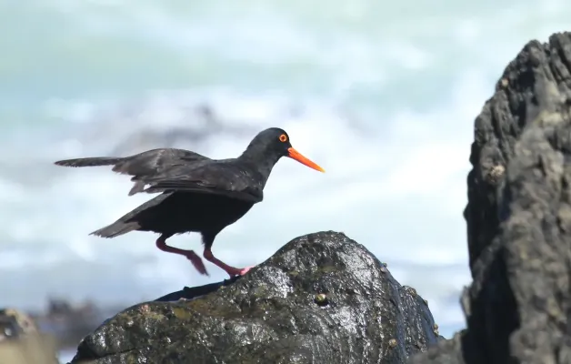 File:African Oystercatcher or African Black Oystercatcher, Haematopus moquini (13171239663).jpg