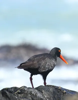 File:African Oystercatcher or African Black Oystercatcher, Haematopus moquini (13171232573).jpg