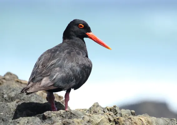 File:African Oystercatcher or African Black Oystercatcher, Haematopus moquini (13171329553).jpg