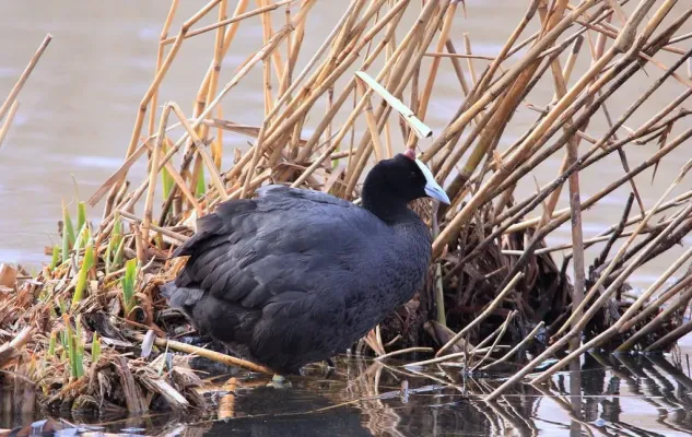 File:Red-knobbed Coot (or Crested Coot), Fulica cristata at Rondebult Nature Reserve (7824071008).jpg