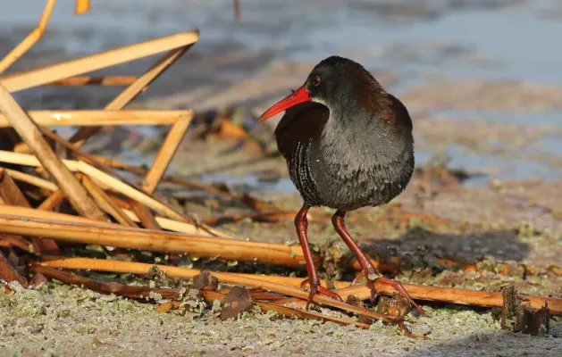File:African Rail, Rallus caerulescens at Marievale Nature Reserve, Gauteng, South Africa (21238649732).jpg