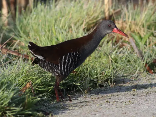 File:African Rail, Rallus caerulescens at Marievale Nature Reserve, Gauteng, South Africa (20627953813).jpg