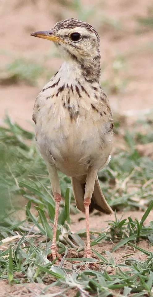 File:African Pipit, Anthus cinnamomeus (I presume) (12387991815).jpg