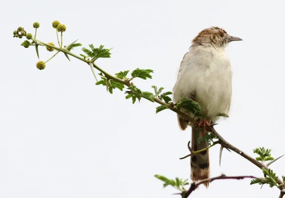 File:Rattling Cisticola, Cisticola chiniana, at Kruger National Park, South Africa (13828149403).jpg