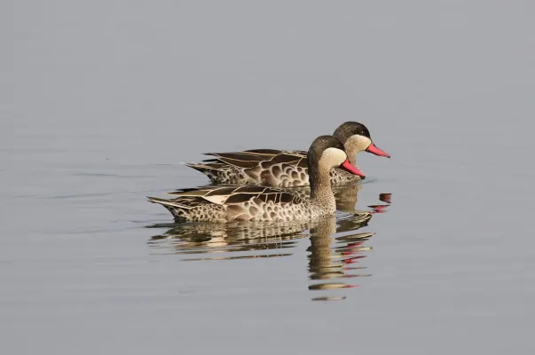 File:Red-billed Teal, Anas erythrorhyncha at Borakalalo National Park, South Africa (9900196136).jpg