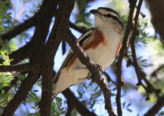File:Brubru, Nilaus afer - at Suikerbosrand nature reserve (6803762850).jpg