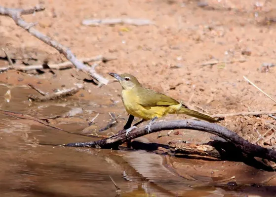 File:Yellow-bellied Greenbul, Chlorocichla flaviventris at Marakele National Park, South Africa (7745665226).jpg