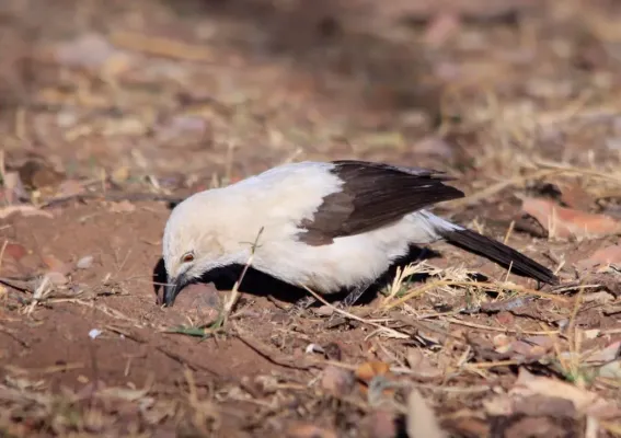 File:Southern Pied-babbler, Turdoides bicolor digging in the soil for food at Marakele National Park, South Africa (7745671700).jpg