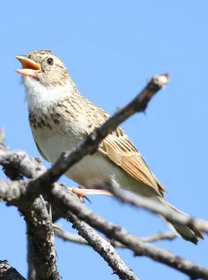File:Monotonous lark, Mirafra passerina, at Borakalalo National Park, Northwest Province, South Africa (16019892207).jpg