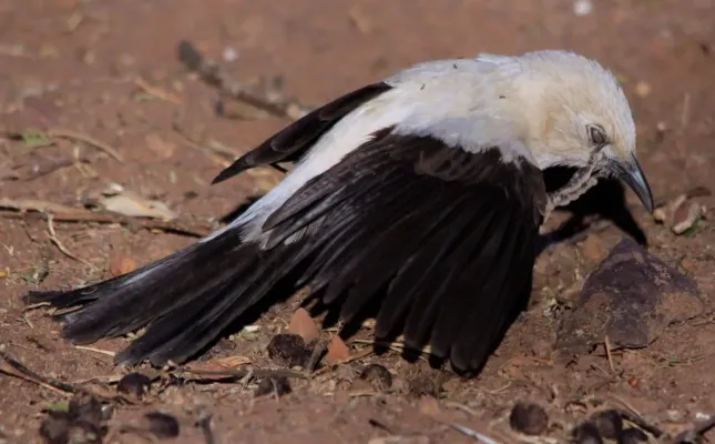 File:Southern Pied-babbler, Turdoides bicolor - something in my eye, an ant perhaps - at Marakele National Park, South Africa (7745672468).jpg
