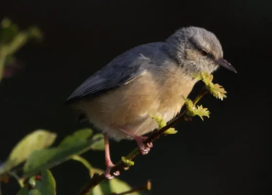 File:Long-billed Crombec or Cape Crombec, Sylvietta rufescens (7661711572).jpg