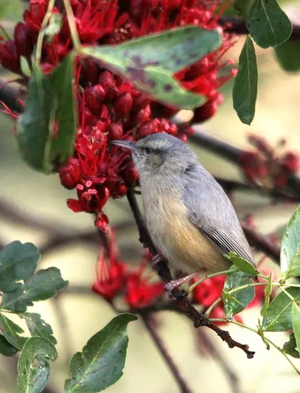 File:Long-billed Crombec or Cape Crombec, Sylvietta rufescens (7661711928).jpg