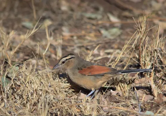 File:Brown-crowned Tchagra, Tchagra australis, at Marakele National Park, South Africa (7796676734).jpg