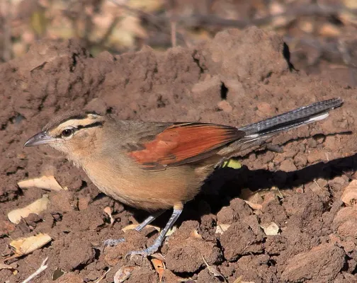 File:Brown-crowned Tchagra, Tchagra australis, at Marakele National Park, South Africa (7796678646).jpg