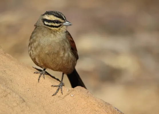 File:Cape Bunting, Emberiza capensis at Marakele National Park, South Africa (7789909152).jpg