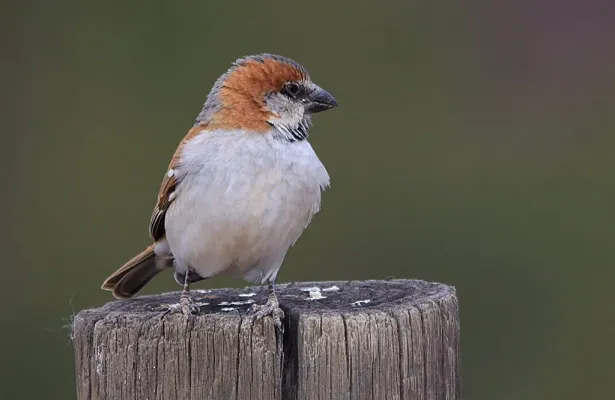 File:Great Sparrow (or Southern Rufous Sparrow or Rufous Sparrow), Passer motitensis at Marakele National Park, South Africa (7796691488).jpg