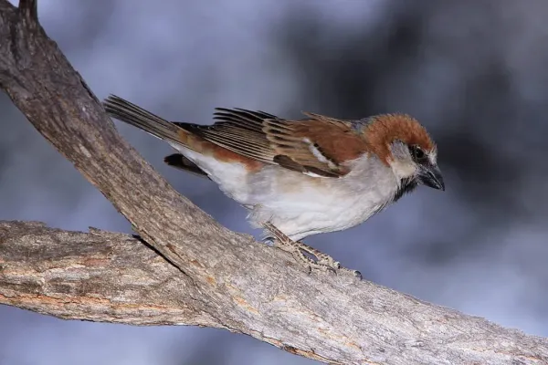 File:Great Sparrow Passer motitensis at Marakele National Park, South Africa - male (7796694788).jpg