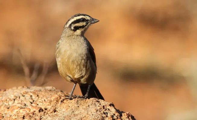 File:Cape Bunting, Emberiza capensis at Suikerbosrand Nature Reserve, Gauteng, South Africa (15227754205).jpg
