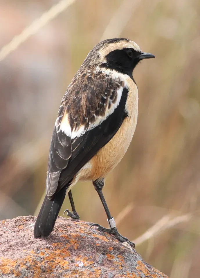 File:Buff-streaked Chat, Buff-streaked Bushchat, Campicoloides bifasciatus (male) at Marakele National Park, South Africa (14042814506).jpg