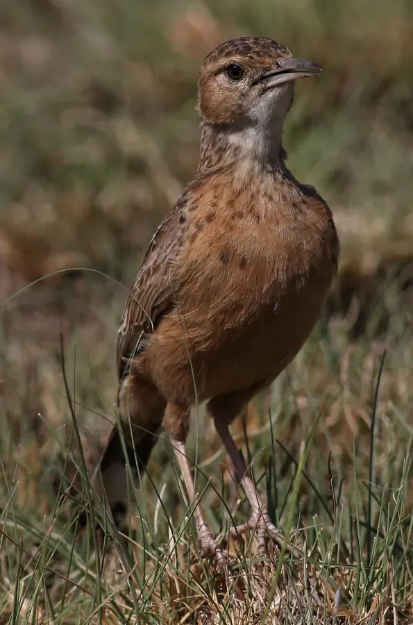 File:Spike-heeled lark, Chersomanes albofasciata, at Suikerbosrand Nature Reserve, Gauteng, South Africa (22618526106).jpg