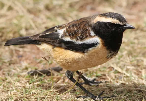 File:Buff-streaked Chat, Buff-streaked Bushchat, Campicoloides bifasciatus (male) at Marakele National Park, South Africa (14066416014).jpg