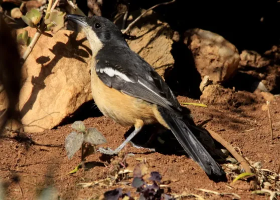 File:Southern Boubou (Laniarius ferrugineus) (7623231960).jpg