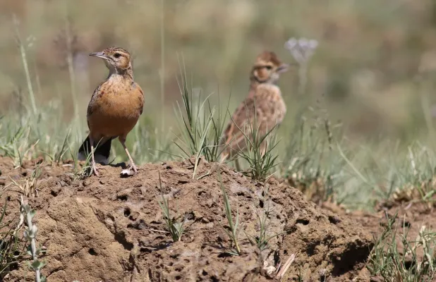 File:Spike-heeled lark, Chersomanes albofasciata, at Suikerbosrand Nature Reserve, Gauteng, South Africa (22644495855).jpg