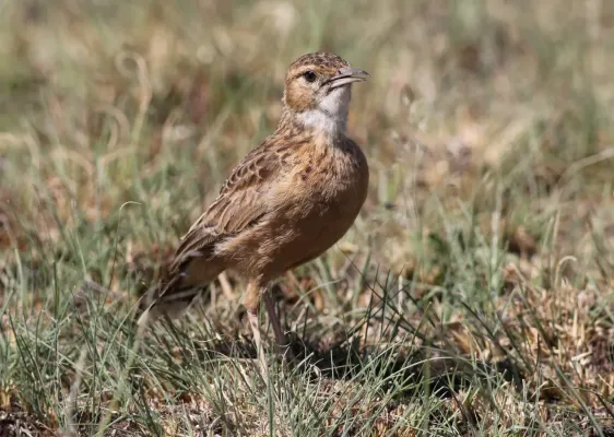 File:Spike-heeled lark, Chersomanes albofasciata, at Suikerbosrand Nature Reserve, Gauteng, South Africa (22456537290).jpg