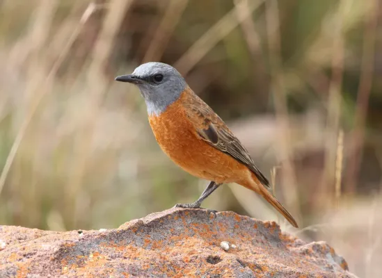 File:Cape Rock Thrush, Monticola rupestris at Marakele National Park, South Africa (13936069287).jpg