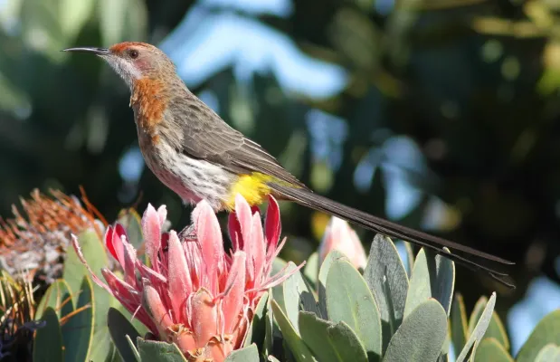 File:Gurney's Sugarbird, Promerops gurneyi at Marakele National Park (13936184879).jpg