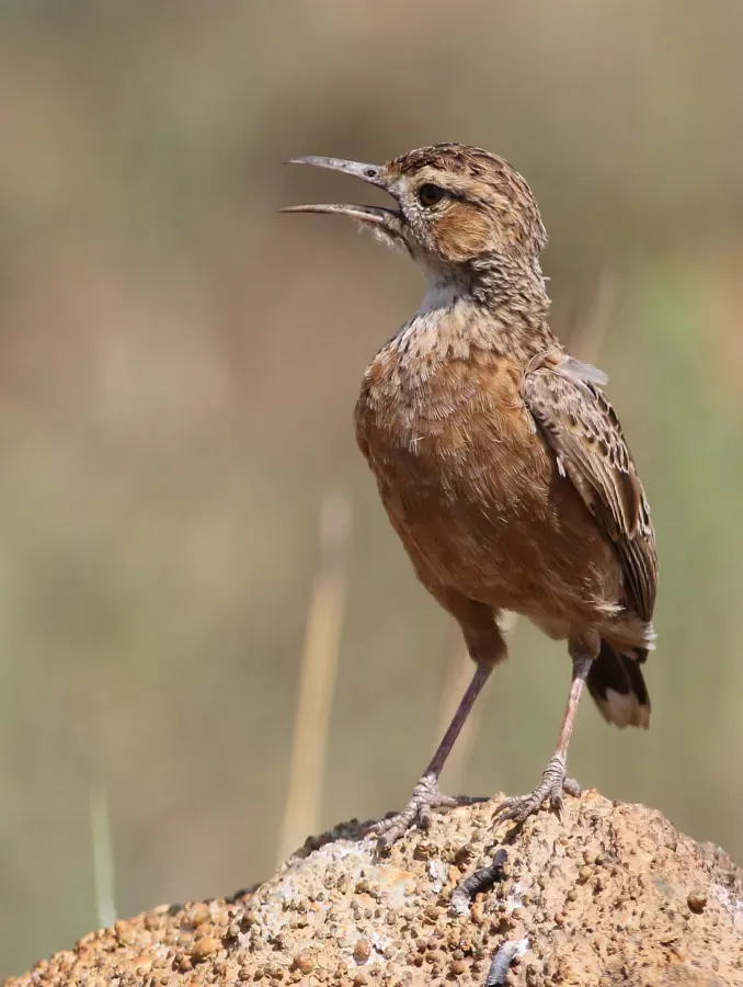 File:Spike-heeled lark, Chersomanes albofasciata, at Suikerbosrand Nature Reserve, Gauteng, South Africa (22021581044).jpg