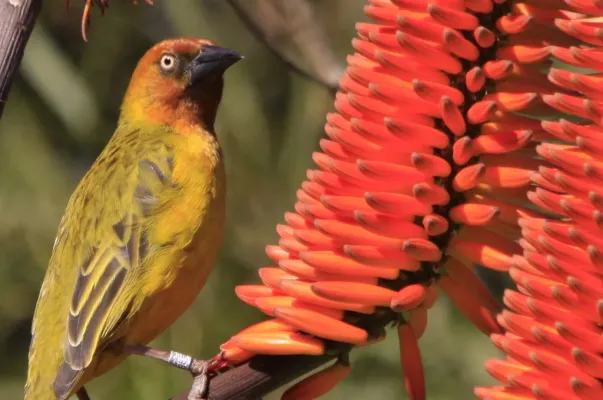 File:Cape Weaver (Ploceus capensis) in aloe (7623212226).jpg