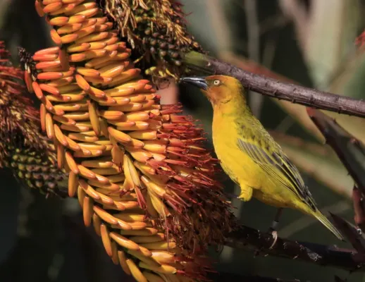File:Cape Weaver (Ploceus capensis) in aloe (7623201024).jpg