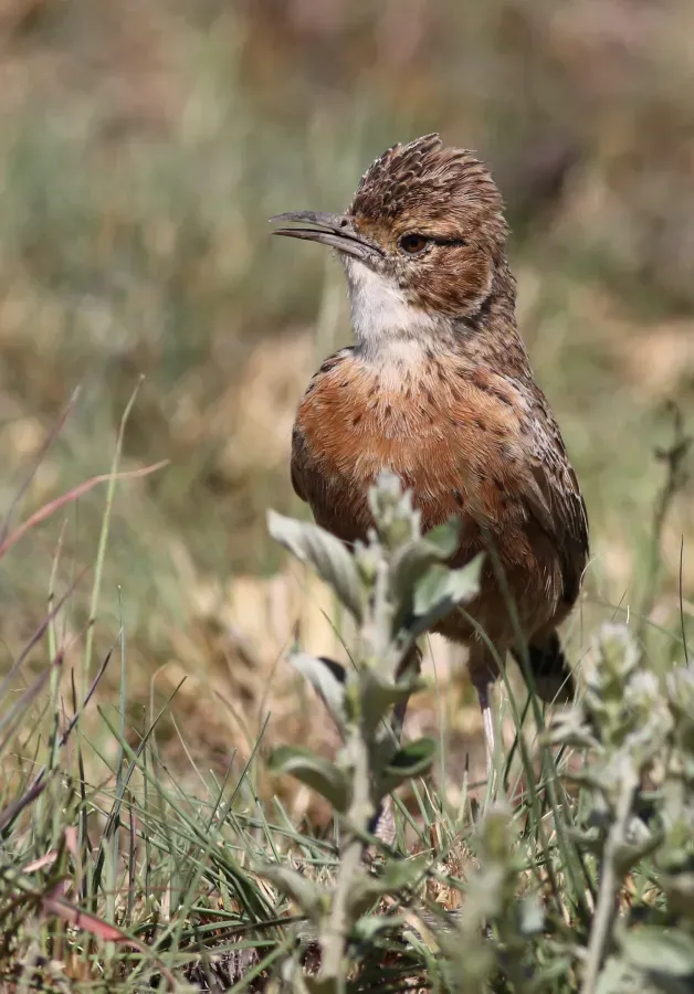 File:Spike-heeled lark, Chersomanes albofasciata, at Suikerbosrand Nature Reserve, Gauteng, South Africa (22021671994).jpg
