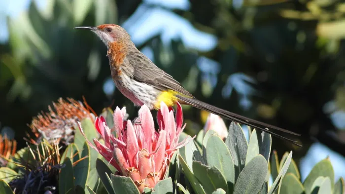File:Gurney's Sugarbird, Promerops gurneyi at Marakele National Park (13936187729).jpg