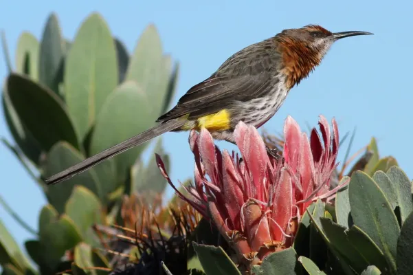 File:Gurney's Sugarbird, Promerops gurneyi at Marakele National Park (14119556881).jpg