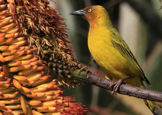 File:Cape Weaver (Ploceus capensis) in aloe (7623206272).jpg