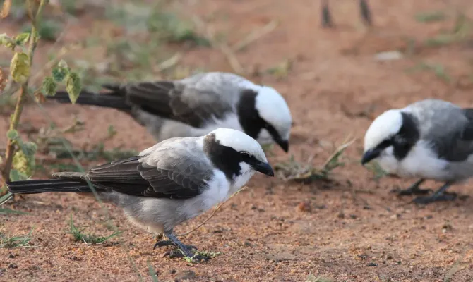 File:Southern White-crowned Shrike, Eurocephalus anguitimens, gleaning ants from the early morning soil at Marakele National Park, South Africa (13952346120).jpg