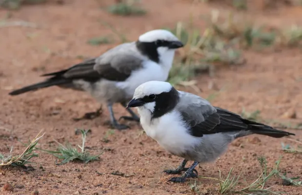 File:Southern White-crowned Shrike, Eurocephalus anguitimens, gleaning ants from the early morning soil at Marakele National Park, South Africa (14139367144).jpg