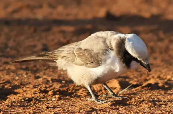 File:Southern White-crowned Shrike, Eurocephalus anguitimens, gleaning ants from the early morning soil at Marakele National Park, South Africa (14136210082).jpg