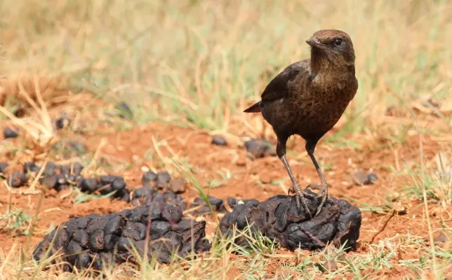 File:Ant-eating Chat (or Southern Anteater-chat), Myrmecocichla formicivora (13937228724).jpg