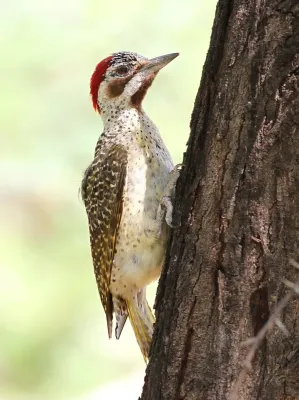 File:Bennett's Woodpecker, Campethera bennettii at Marakele National Park, Limpopo, South Africa (female) (16093393660).jpg
