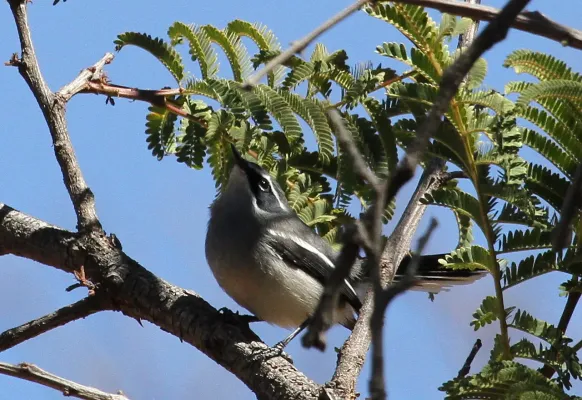 File:Fairy Flycatcher (or Fairy Warbler), Stenostira scita, at Walter Sisulu National Botanical Garden (9645137607).jpg