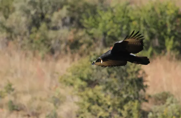 File:Verreaux's Eagle. Black Eagle, Aquila verreauxii (14082717725).jpg