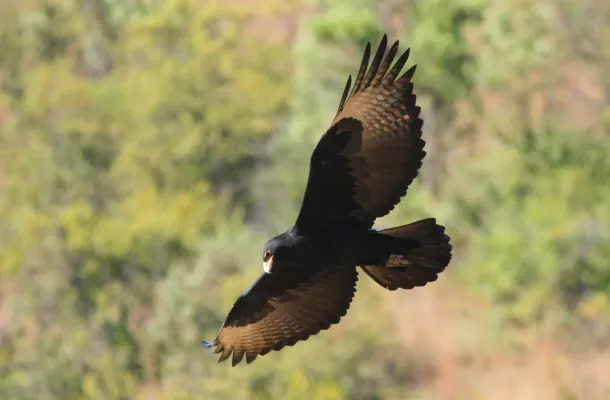 File:Verreaux's Eagle. Black Eagle, Aquila verreauxii (13896124917).jpg
