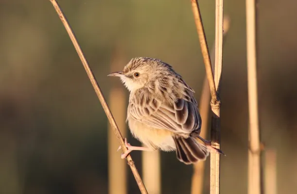 File:Desert cisticola, Cisticola aridulus, at Suikerbosrand Nature Reserve, Gauteng, South Africa (22825222756).jpg