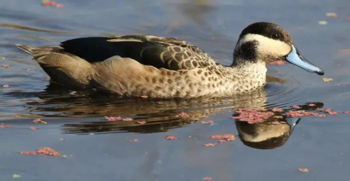 File:Blue-billed Teal (Spatula hottentota) at Marievale Nature Reserve, Gauteng, South Africa (8836936221).jpg