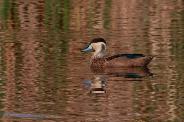 File:Blue-billed Teal (Spatula hottentota), Marievale Nature Reserve, Gauteng, South Africa (8057293859).jpg