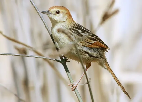 File:Cisticola tinniens, Marievale, Johannesburg, South Africa (8063100873).jpg